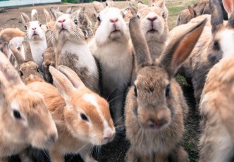 Paradise of Rabbits in Hiroshima!? – “Okunoshima” a small island located in Seto Inland Sea- 