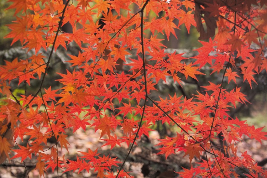 美不胜收的北海道之秋！枫叶绝景观赏地