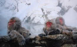 The Eye of the Monkey : Jigokudani Hot Springs