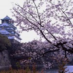 Hanami at the Castle