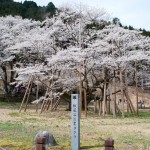 Japan’s Three Great Cherry Blossom Trees