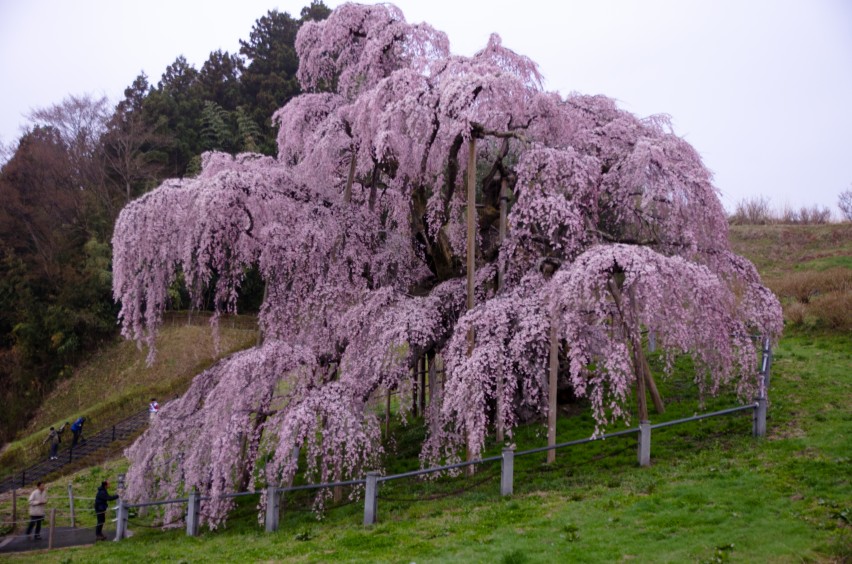 Takizakura - Miharu, Fukushima, Japan