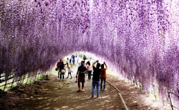 Kawachi Fujien – A Pastel-Colored Fairytale Garden