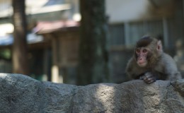 Takasakiyama: Monkey Mountain