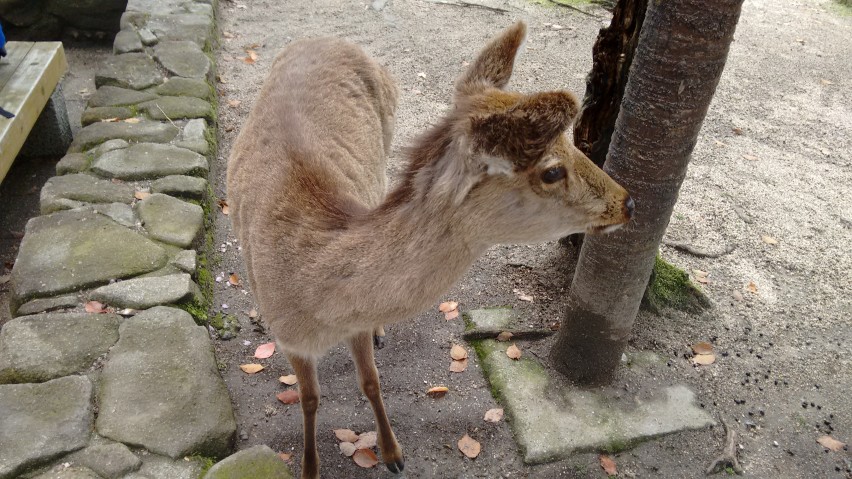 4 - Miyajima_Deer_CM