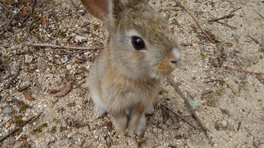 6 - Okunoshima_Baby bunny_CM
