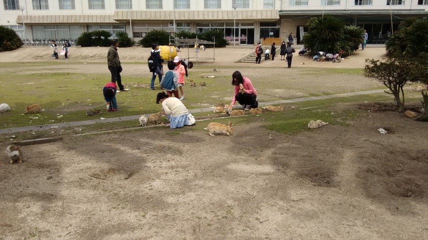 7 - Okunoshima_Bunny scene_CM