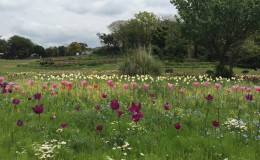 Kannonzaki Park in Kanagawa