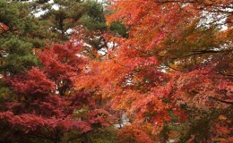 The Colors of Autumn from a Mountain, from an Onsen:  Nasu Kouyou