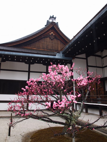 Sakura and Temple