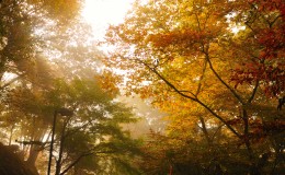 跟随着自然的呼吸:变幻莫测的高尾山