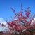 Japan’s Earliest Cherry Blossoms in Okinawa 