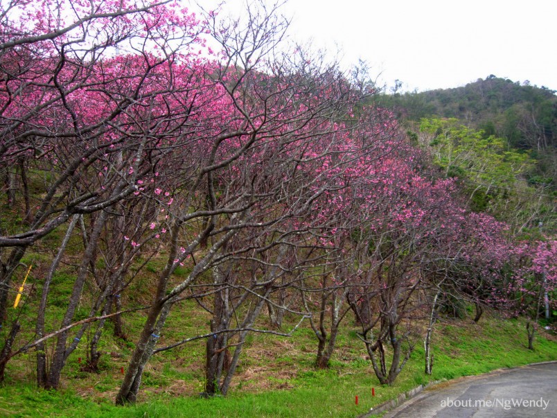 8 Secret Cherry Blossom Viewing Spot