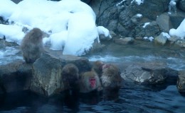 The Year of the Snow Monkey: Jigokudani Monkey Park
