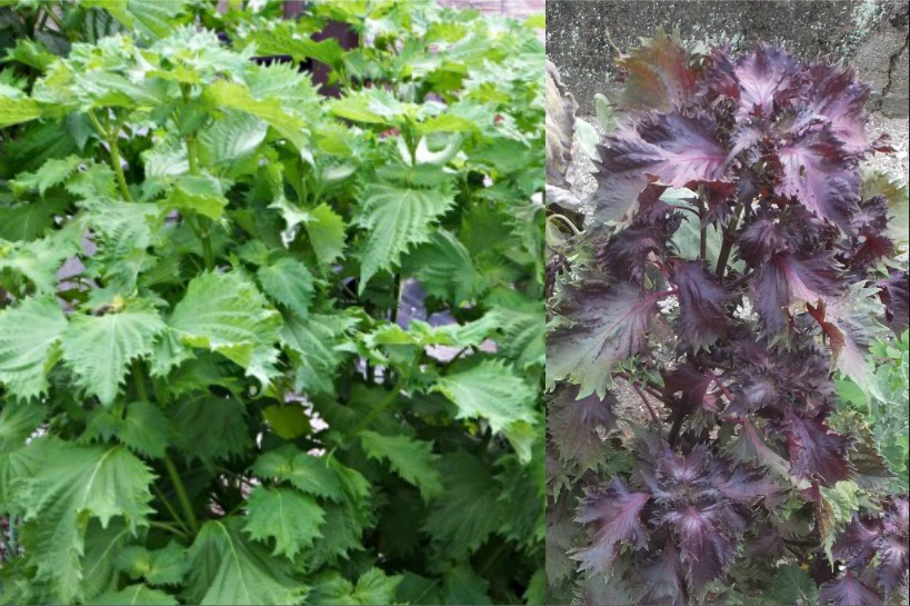 shiso