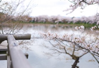 Kyoto's Silver and Golden Twins