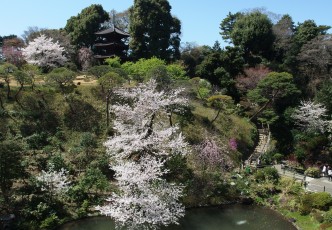 High Class Sakura Season