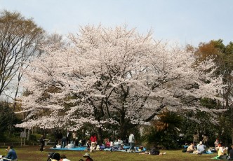 Hanami Refreshments: The Best Drinks to Accompany Your Hanami Party