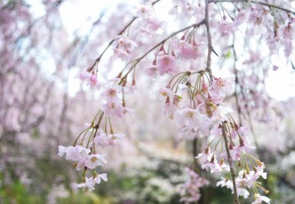 Late Blooming Sakura at Haradani-en