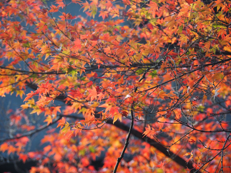 Autumn foliage at Kiyomizu Temple