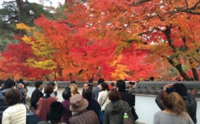 A crowd at the entrance to Eikando, admiring the brilliant red maple leaves