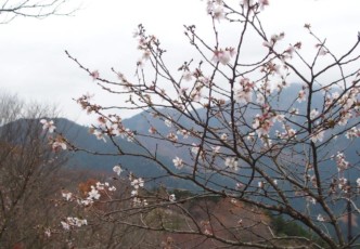See It to Believe It! Winter Cherry Blossoms at Sakurayama
