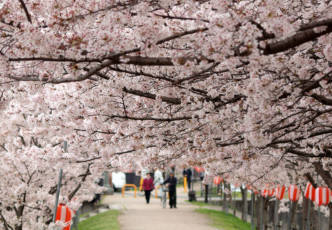 The 5 Best Hanami Spots in Hyogo