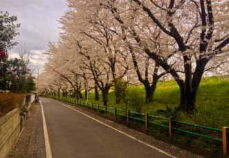 3 Cherry Blossom Hotspots in Saitama