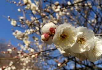 Plum Blossoms at the Furuen Park Ume Matsuri - a Short Escape in Yamanashi