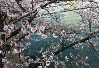 Sakuranomiya: The Osaka District Where Cherry Blossoms Bloom