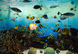 Marinepia Nihonkai: Marine Paradise at Niigata Aquarium