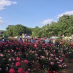 Coming Up Roses: Saitama Bara Matsuri