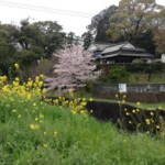 At Home in Rural Japan Pt. 2: The Spring Kitchen and Foraging of Wild Vegetables