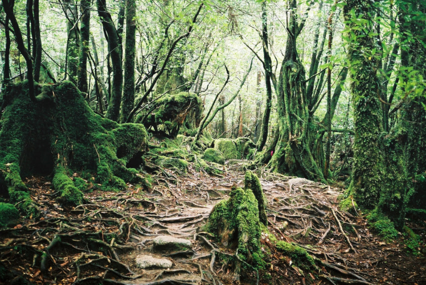 A lushly green forest, with roots covering the ground