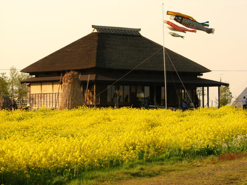 Cottage and mustard field in Fukushimagata