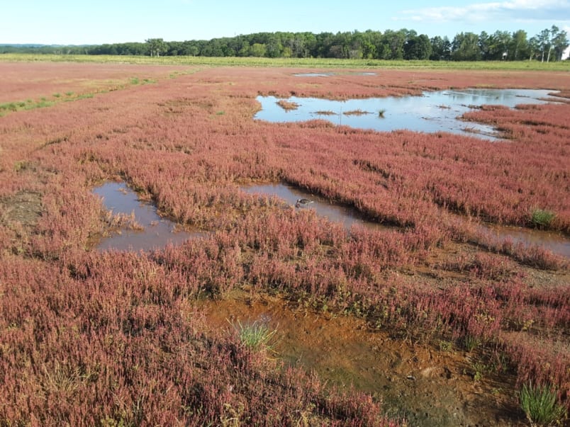 Pink grass and birds