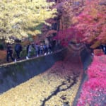Lake Kawaguchi Autumn Festival 2017: Viewing Momiji Corridor, Momiji Tunnel, and Mt. Fuji