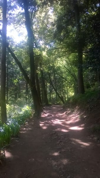 Hiking trail through trees
