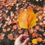 Beautiful Autumn in Tokyo: A Guide to the Best Foliage Spots