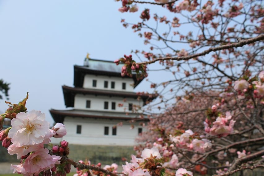 Matsumae Park cherry blossoms, photo by pakku