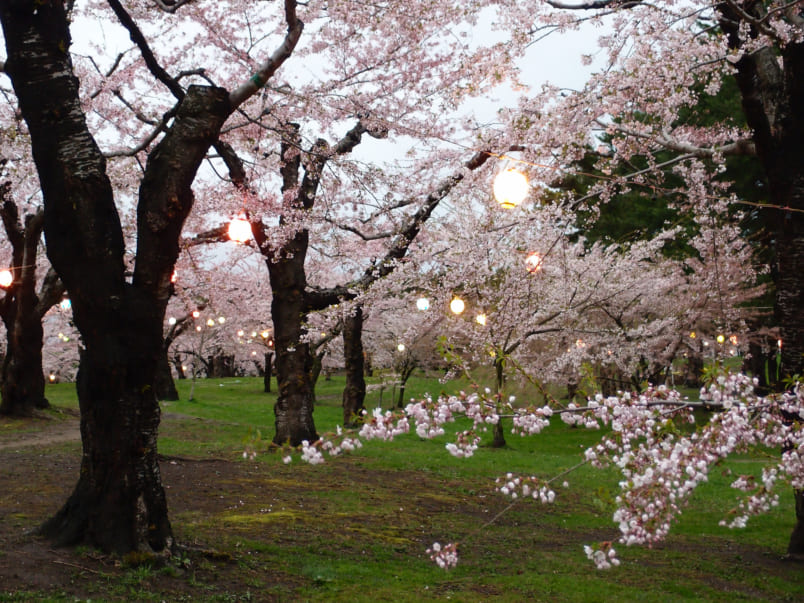 Goryokaku Park cherry blossoms, photo by Yuki Shimazu