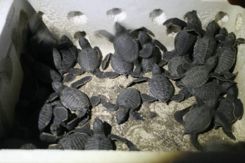 Baby sea turtles on the beach