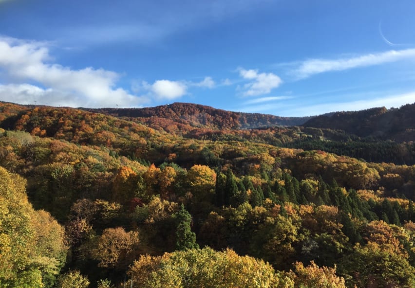 Mountainside fall colors