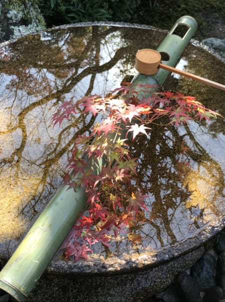 Maple leaves fallen in a temple water basin
