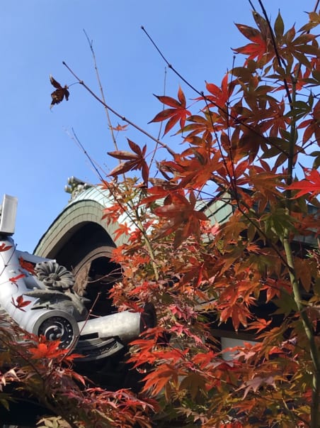 Red Japanese maple leaves in front of the temple gable