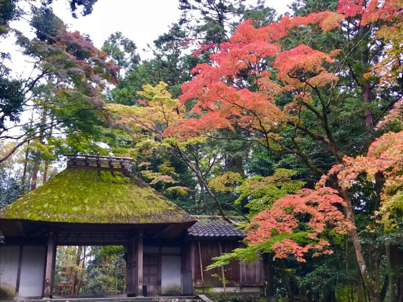 Honenin's thatched-roof gate with bright red autumn foliage above