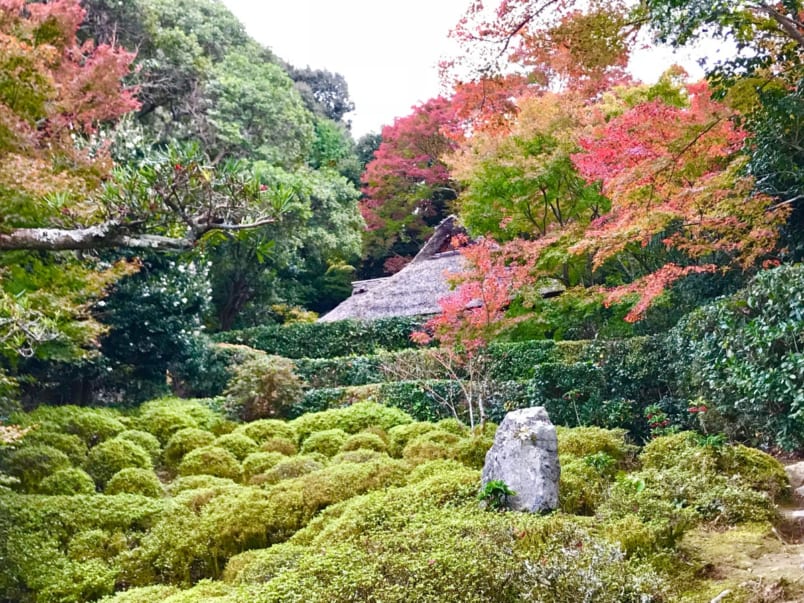 Red and orange maple leaves contrasting with green bushes at Konpukuji Temple in Kyoto