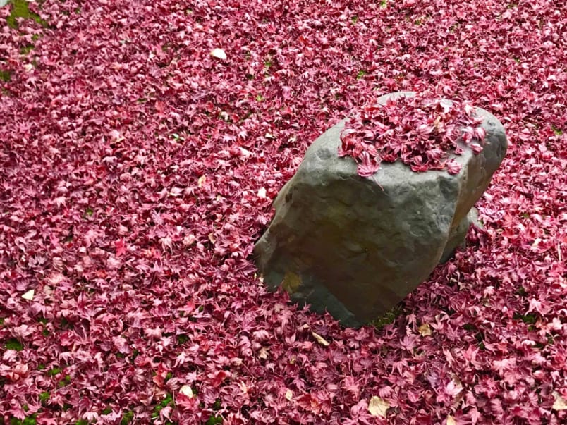 Ground covered in fallen maple leaves with a single stone sticking out at Konpukuji Temple in Kyoto