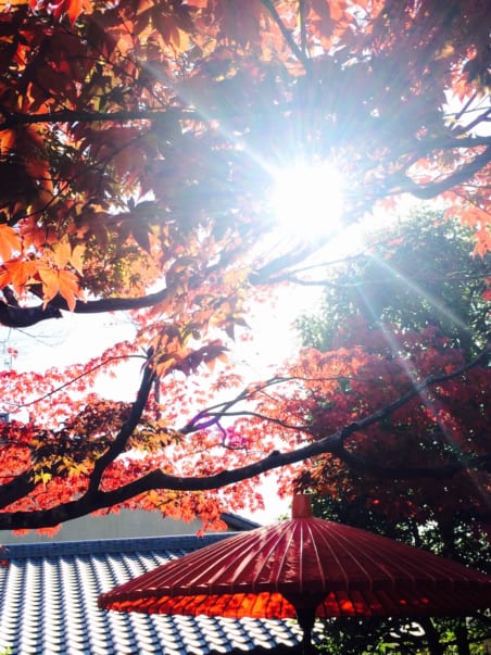 Sun rays gleaming through orange and red maple leaves at Yojiya Cafe in Kyoto