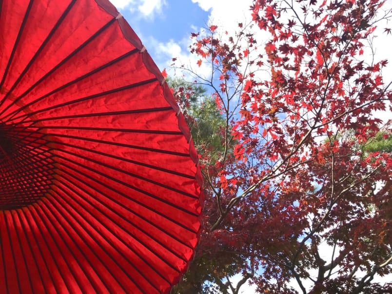 Red parasol and red maple leaves at Yojiya Cafe in Kyoto